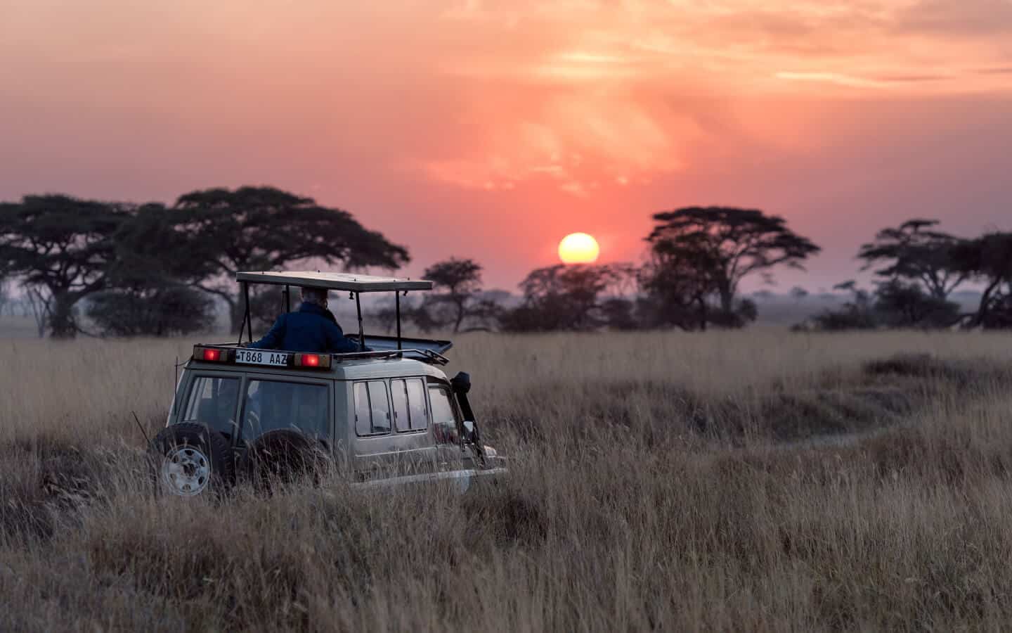 A Guide to Wildlife Safaris: From Lions to Elephants